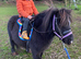 Bob - A Super First Shetland.