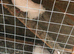 Fantail dove