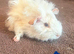 gorgeous baby guinea pigs