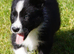 Top Quality Border Collie Pups