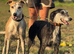Lurcher