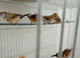 Fawn owl finch cock