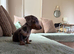 Miniature dachshund blue dapple female