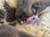 Boxer pups