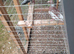 Racing pigeon for sale