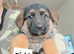 German shepherd puppies