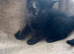 Kittens for forever home