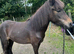 FOR PERMANENT COMPANION LOAN mare 12hh