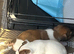 Jack Russell puppies