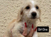 Jackapoo puppies ready to leave