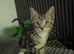 2x tabby kittens 14 weeks old
