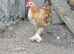 2x Millefleur Bantams