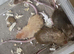 Friendly fancy female mice