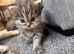 Doll face Persian kittens