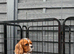 Stunning DNA tested cavalier pups