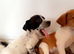 Jack Russell’s