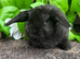 Mini Plush Lops