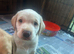 Labrador puppies for sale