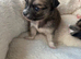 Long haired chihuahua boy