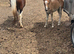 Mare and filly foal for sale