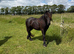 Fell Filly Beautitful