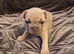 French bulldog puppies