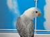 Lovebird with DNA