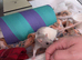 3 sister rats