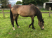 Buckskin Filly