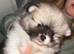 Female Pomeranian