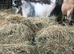 3 nanny pygmy goats