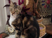 YOUNG FEMALE CAT