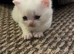 BSH kittens
