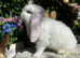 Beautiful French Lop Baby&rsquo;s