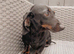 Mini Dachshund Black and Tan adult boy