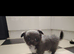 Chihuaha puppy boy