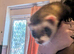 6 month old male ferret
