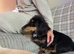 Longhaired miniature Dachund male
