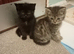 Maine Coon x Ragdoll kittens ready now