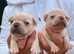 French bulldog Puppies
