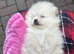 Pomeranian puppy's