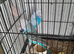 Exhibition budgies