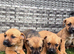 9 weeks old border terrier x jack Russell's pups