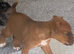 Lakeland terrier puppies one boy left
