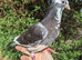Hand tame pigeon!