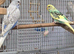 Violet/ pied baby budgies
