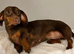 Dachshund Chocolate & Tan Female