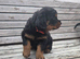Long haired rottweiler boy