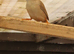 This years Zebra finches