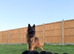Gorgeous KC long haired german shepherd puppies